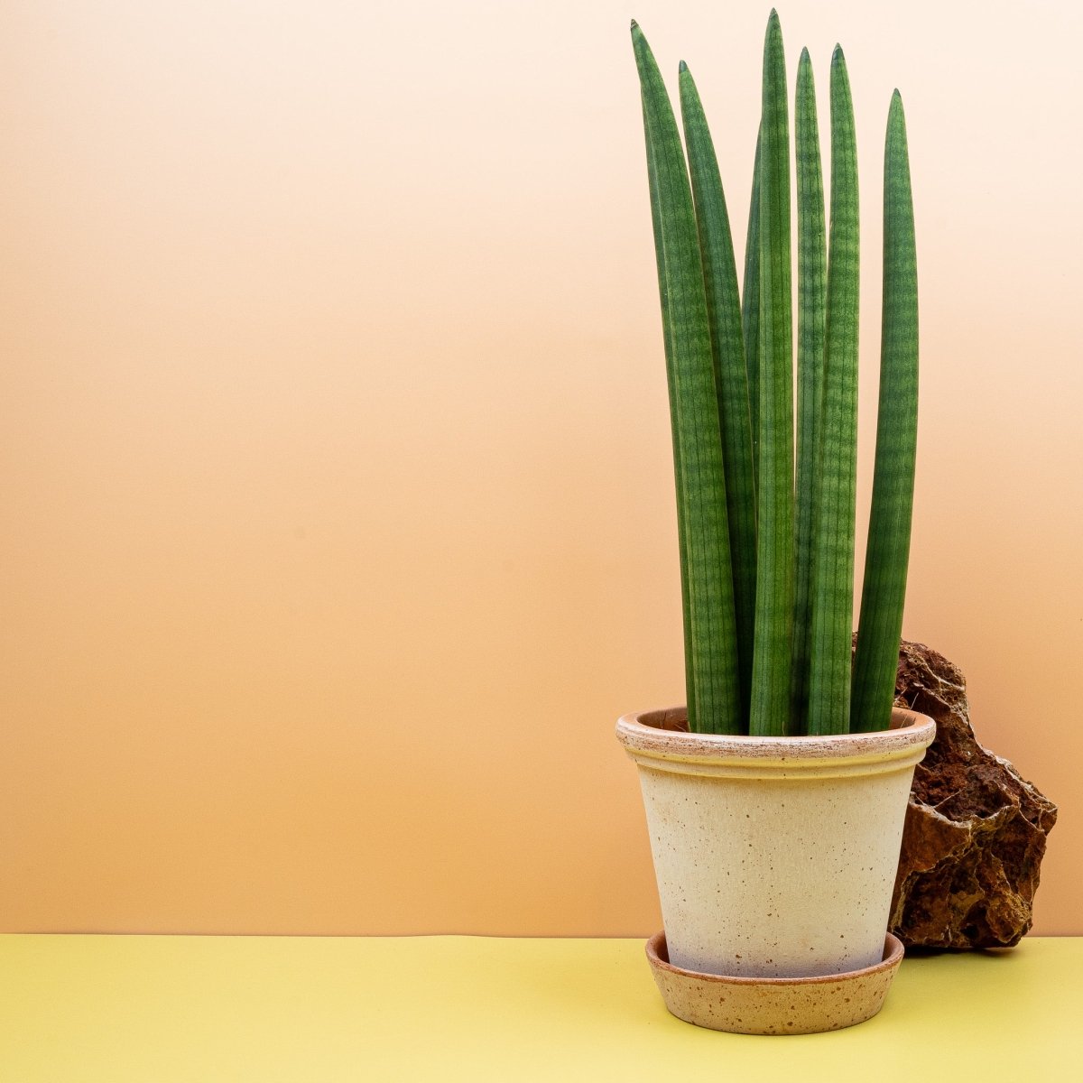 Sansevieria Cylindrica Straight – aufrechter Zylinder-Bogenhanf von potflourri