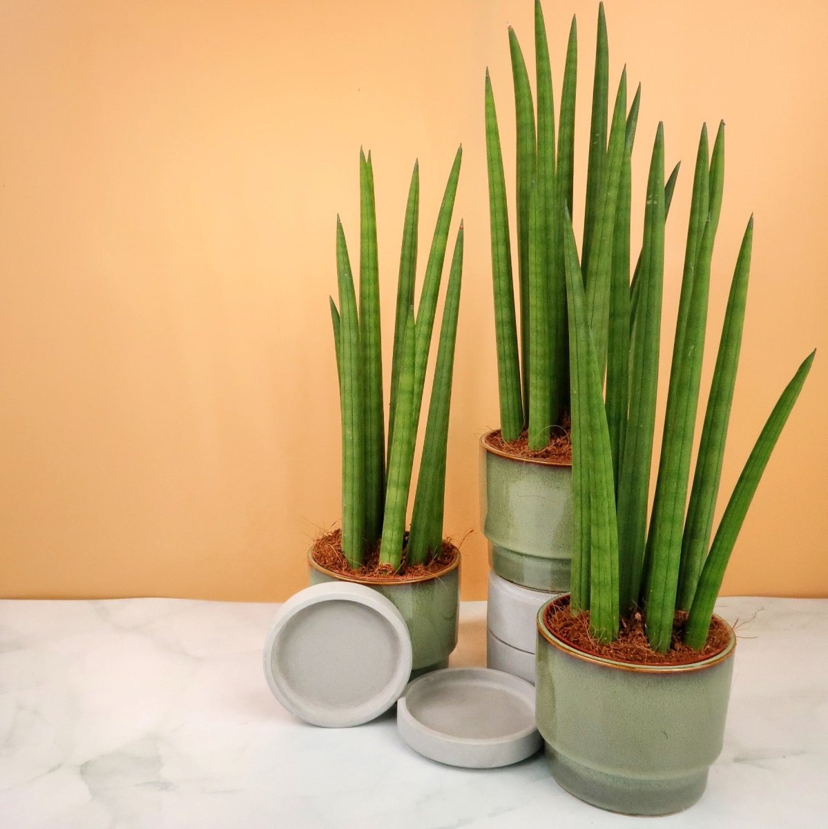 Sansevieria Cylindrica Straight – pflegeleichte Struktur