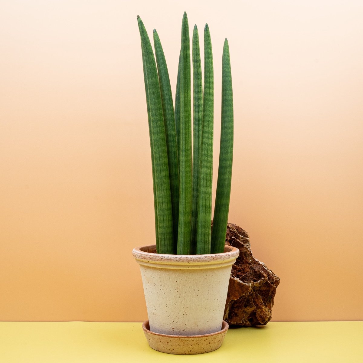 Sansevieria Cylindrica Straight – sukkulente, zylindrische Blätter
