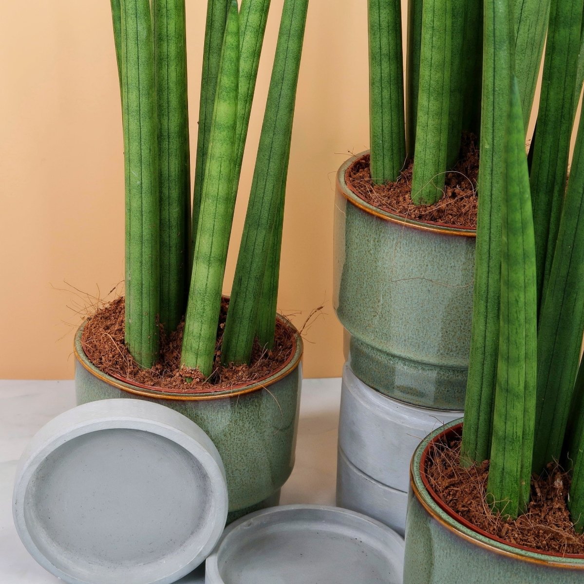 Sansevieria Cylindrica Straight, robuster Bogenhanf