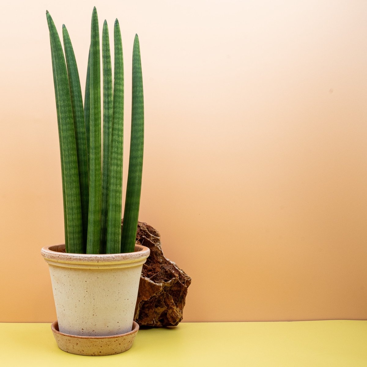 Sansevieria Cylindrica Straight (Dracaena angolensis) – potflourri