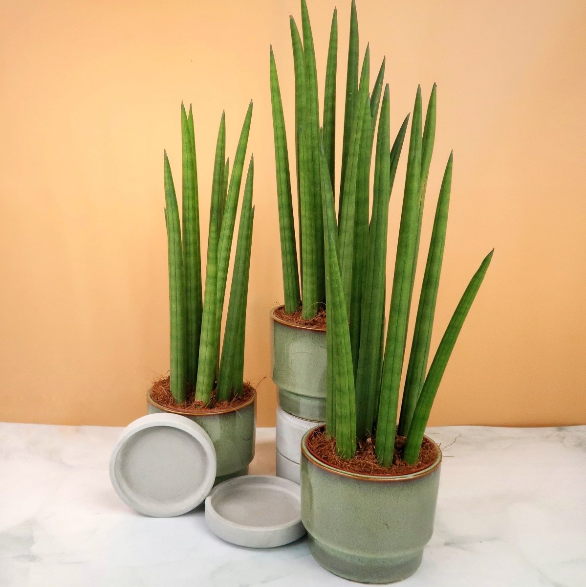 Sansevieria Cylindrica Straight – Zimmerpflanze mit säulenartigen Blättern – potflourri