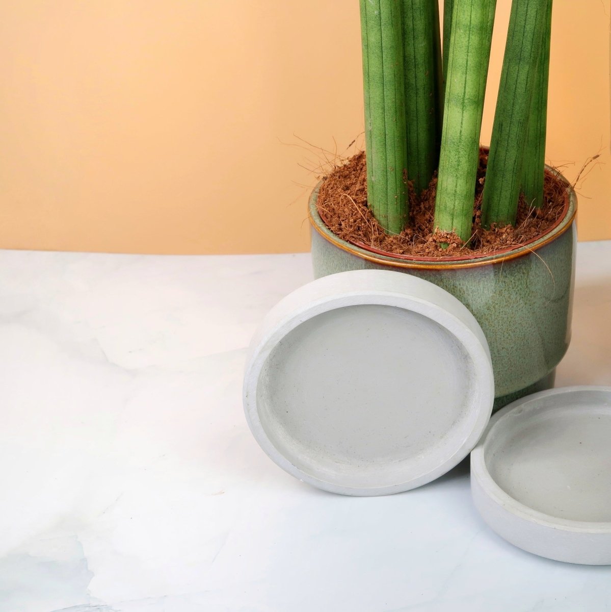 Sansevieria Cylindrica Straight – Zylinder-Bogenhanf mit runden Blättern – potflourri