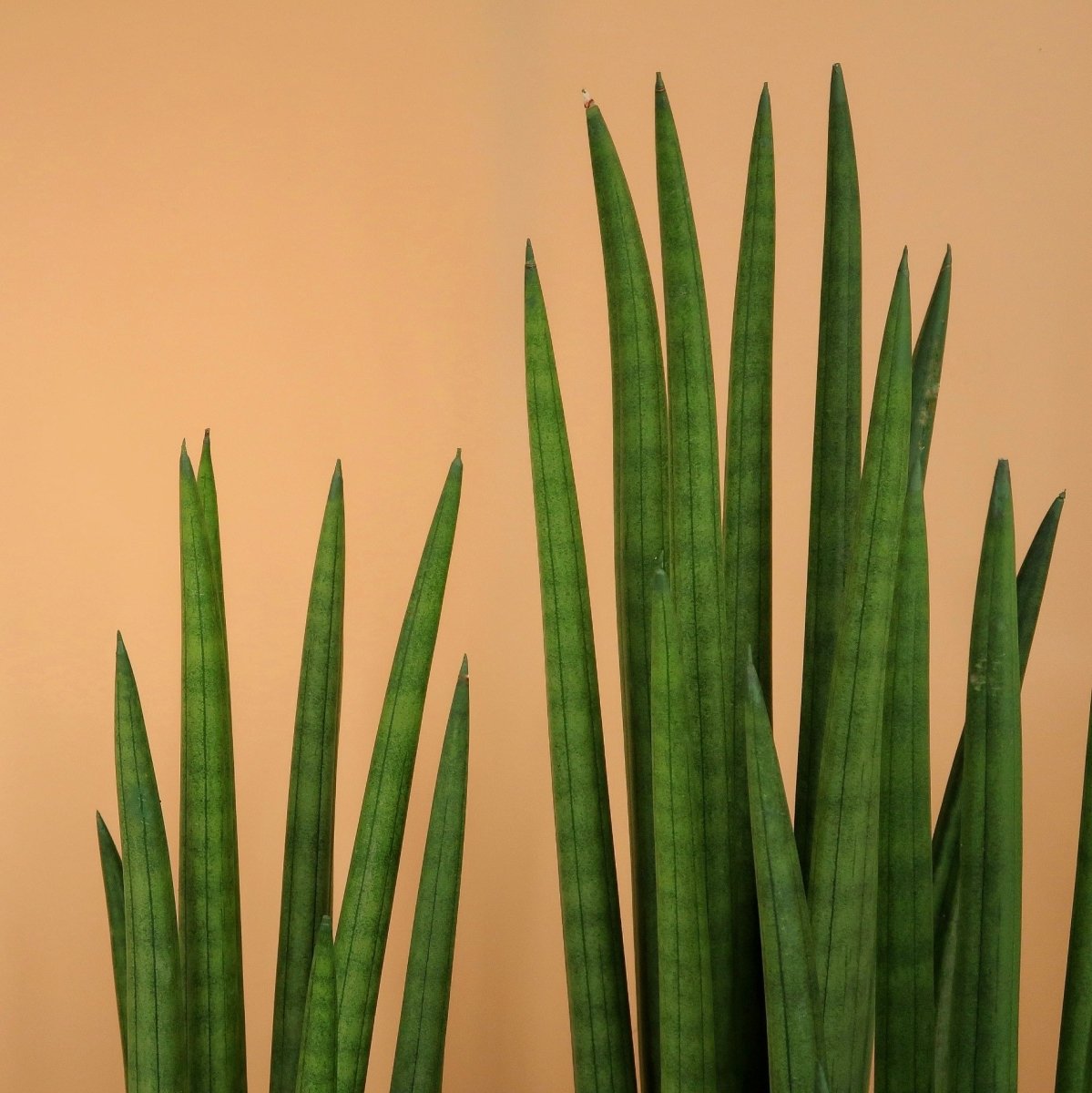 Sansevieria Cylindrica Straight, aufrechte Blattform