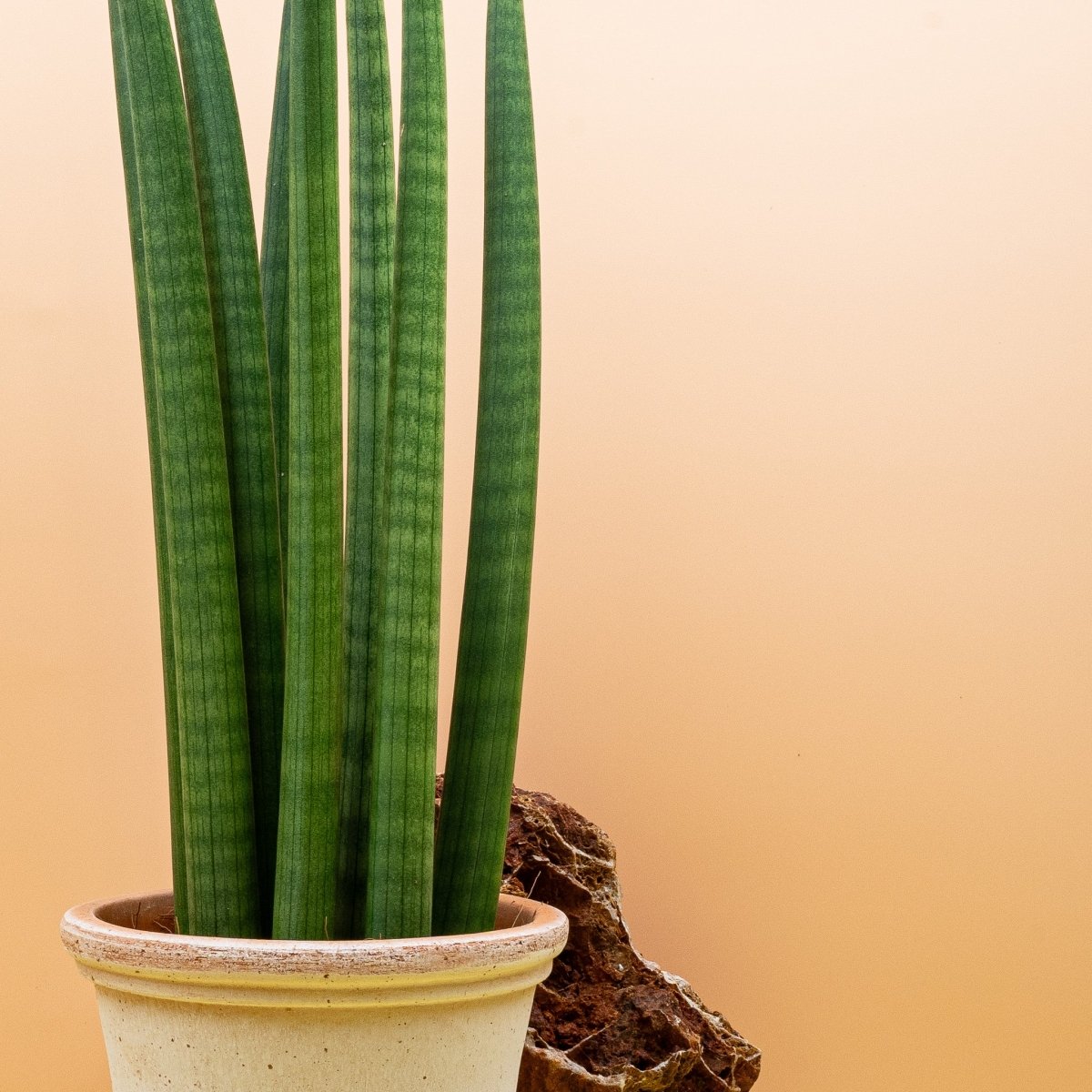 Sansevieria Cylindrica Straight – pflegeleichte Zimmerpflanze, erhältlich in XS bis L