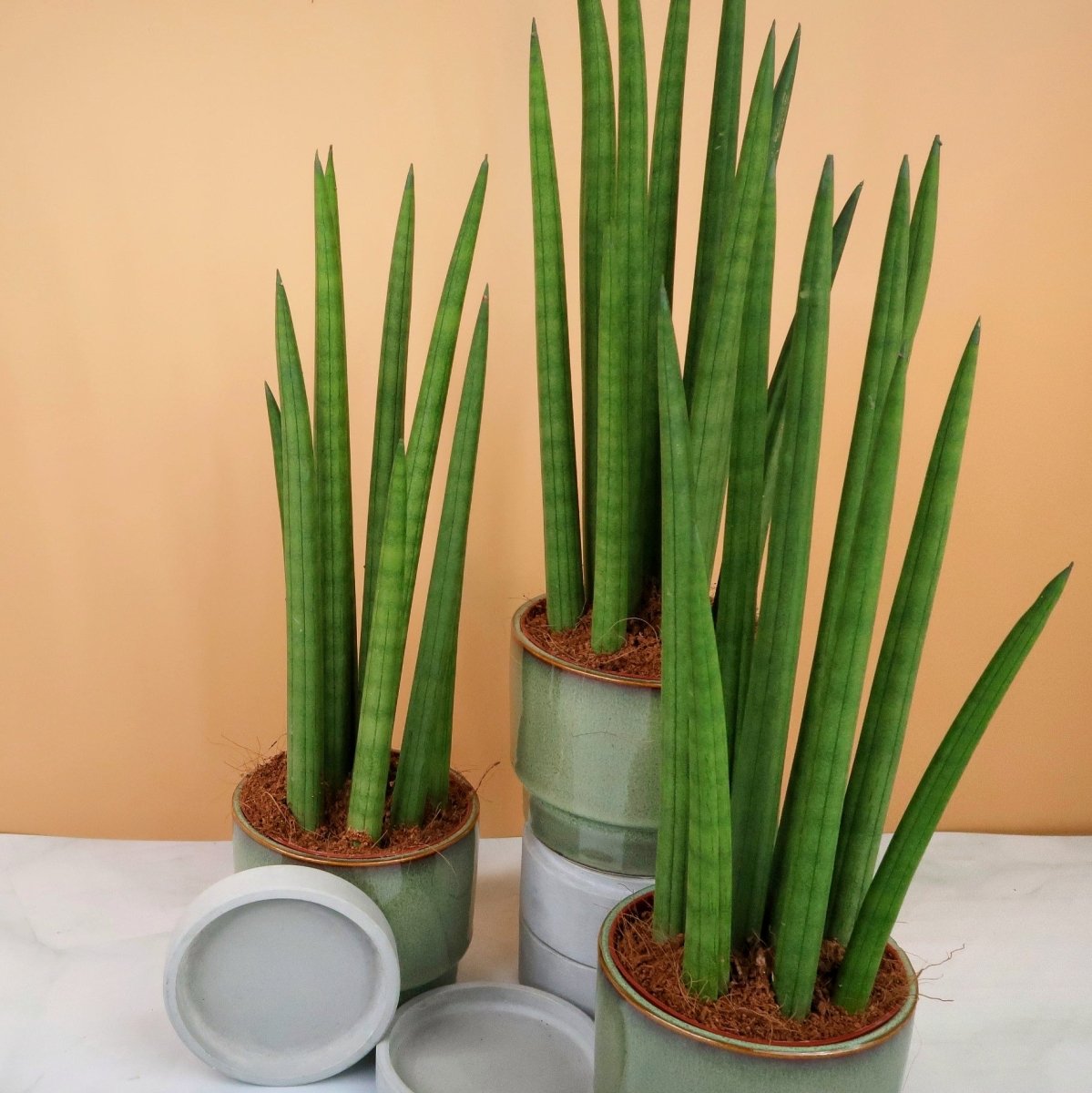 Sansevieria Cylindrica Straight – elegante Ausstrahlung