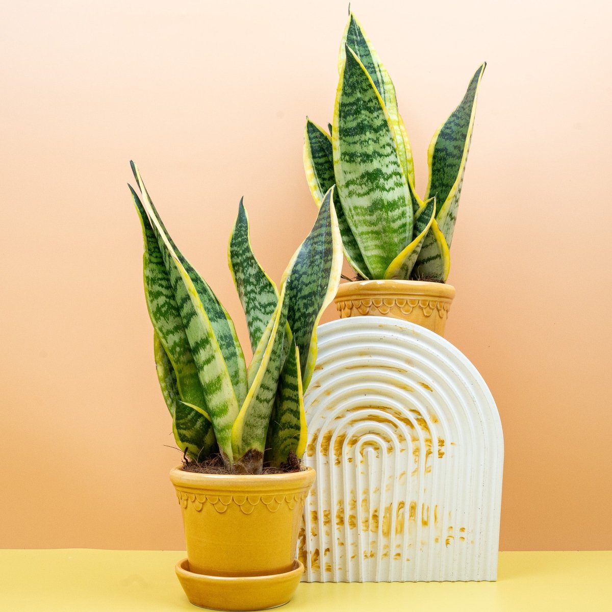 Bogenhanf Sansevieria Futura Superba in Größe S oder M, pflegeleichte Zimmerpflanze