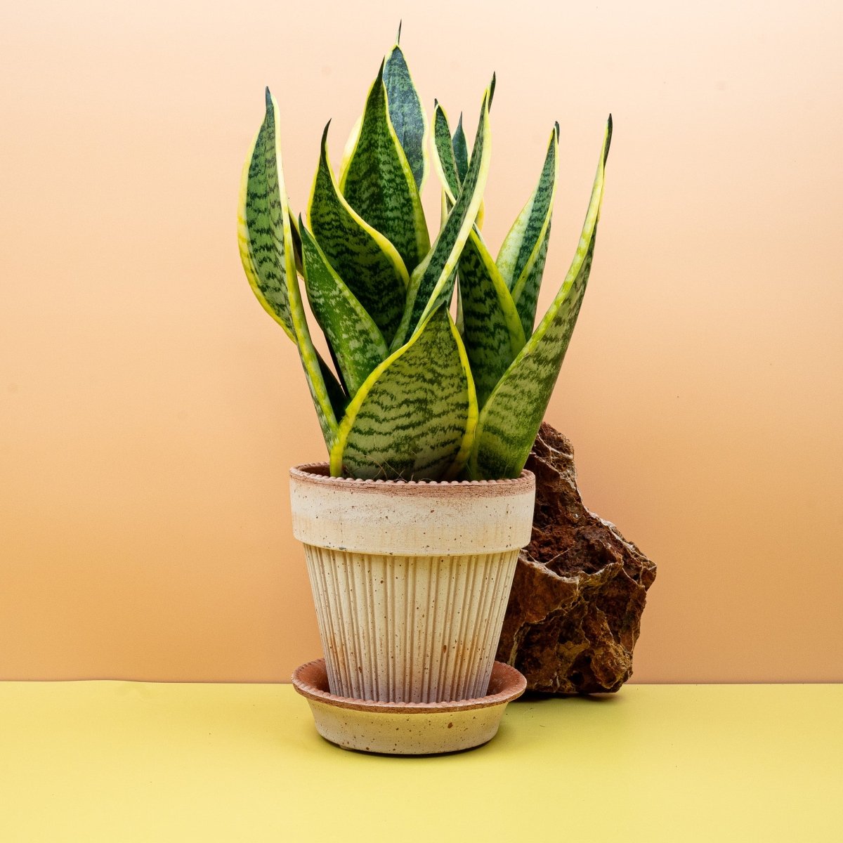 Sansevieria Futura Superba – niedriger, dichter Wuchs