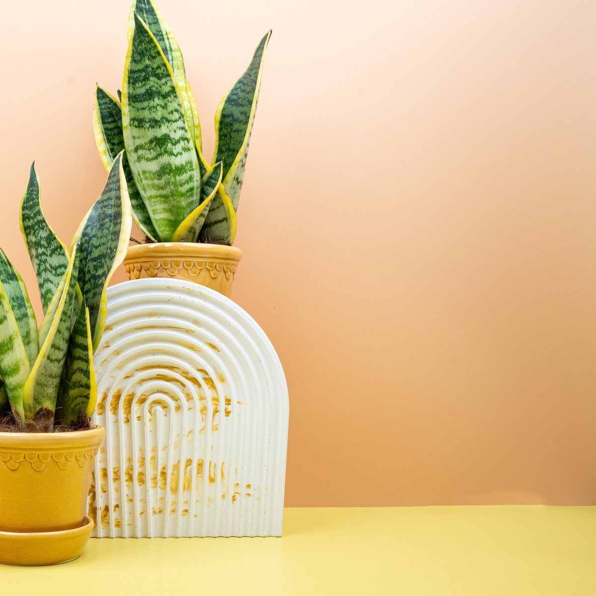 Sansevieria Futura Superba – kompakte Rosette mit breiten Blättern – potflourri