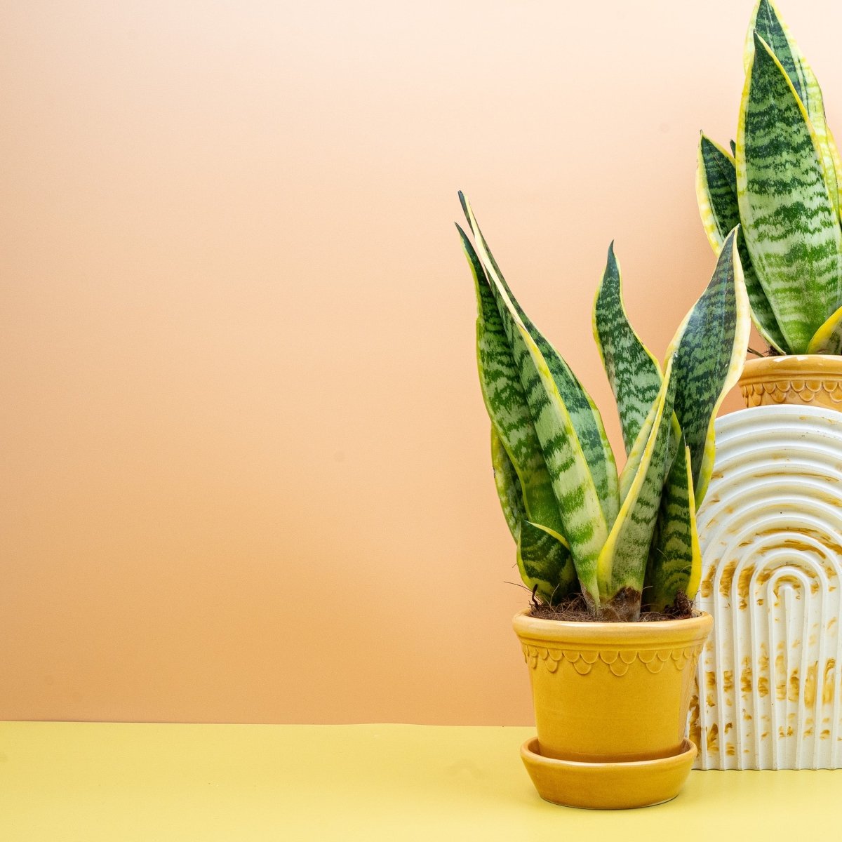 Futura Superba (Dracaena trifasciata) mit gelblichen Blatträndern