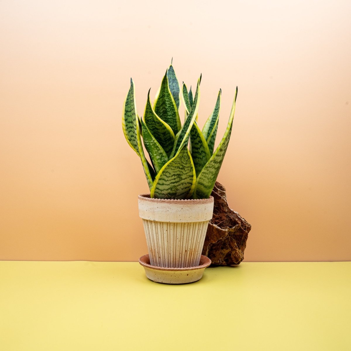 Sansevieria Futura Superba – kompakter Bogenhanf – potflourri