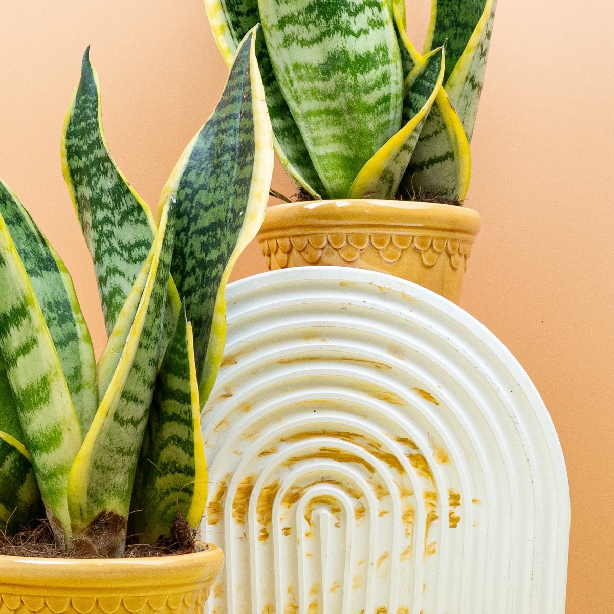 Sansevieria Futura Superba, niedriger Bogenhanf mit dichtem Wuchs – potflourri