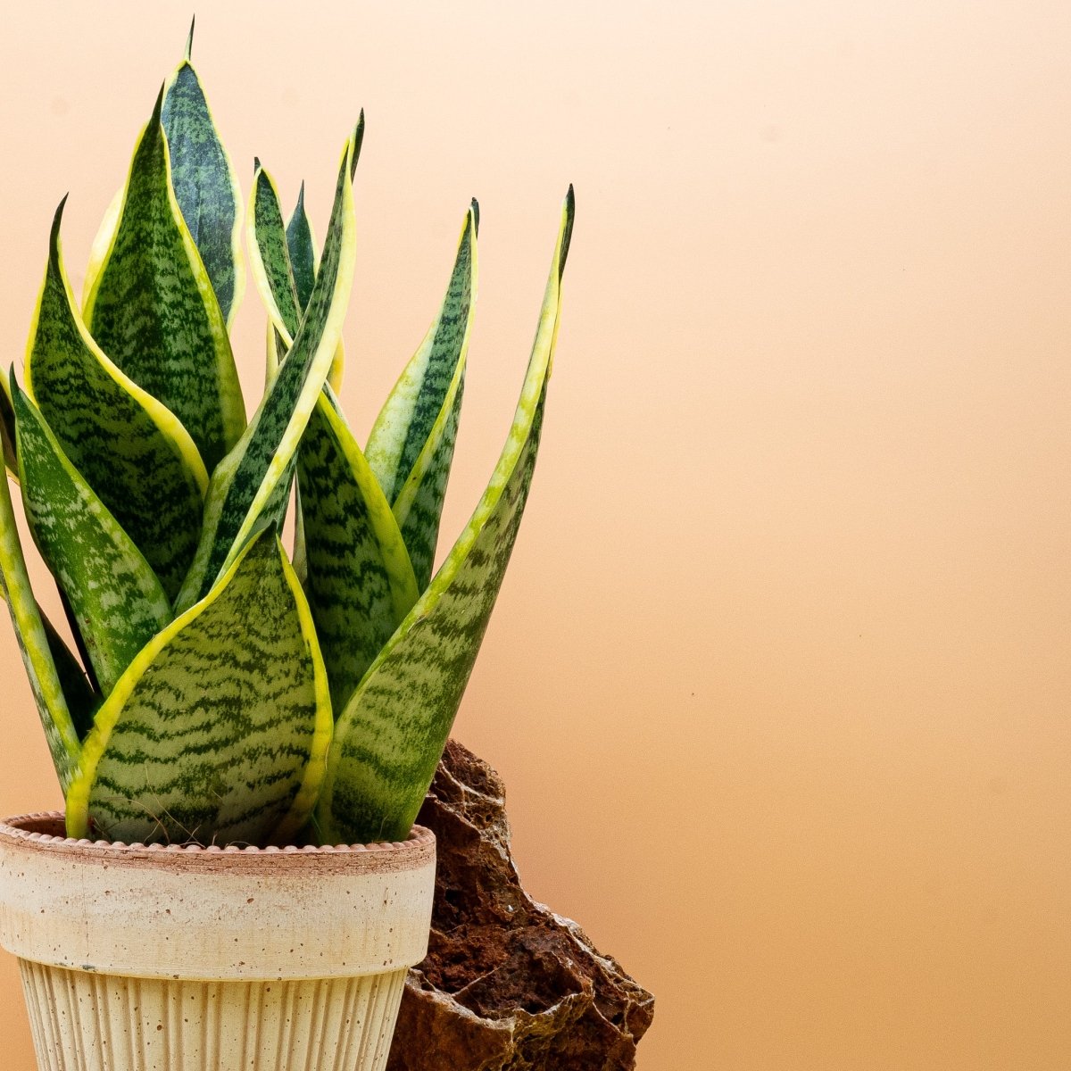Kontrastreiche Sansevieria Futura Superba für moderne Räume