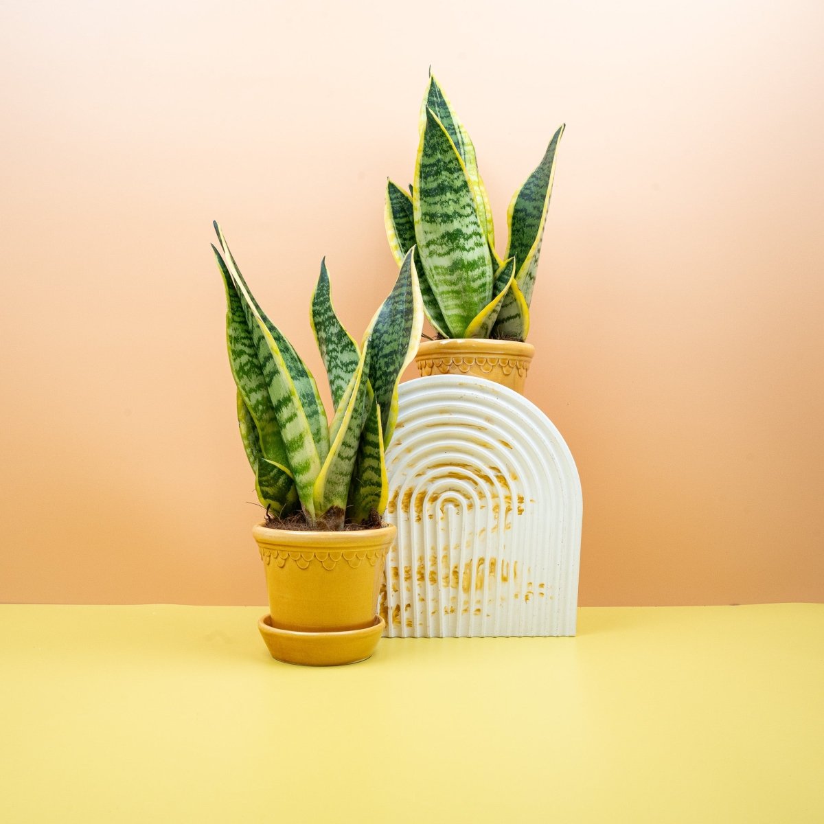 Sansevieria Futura Superba – markante Blattstruktur