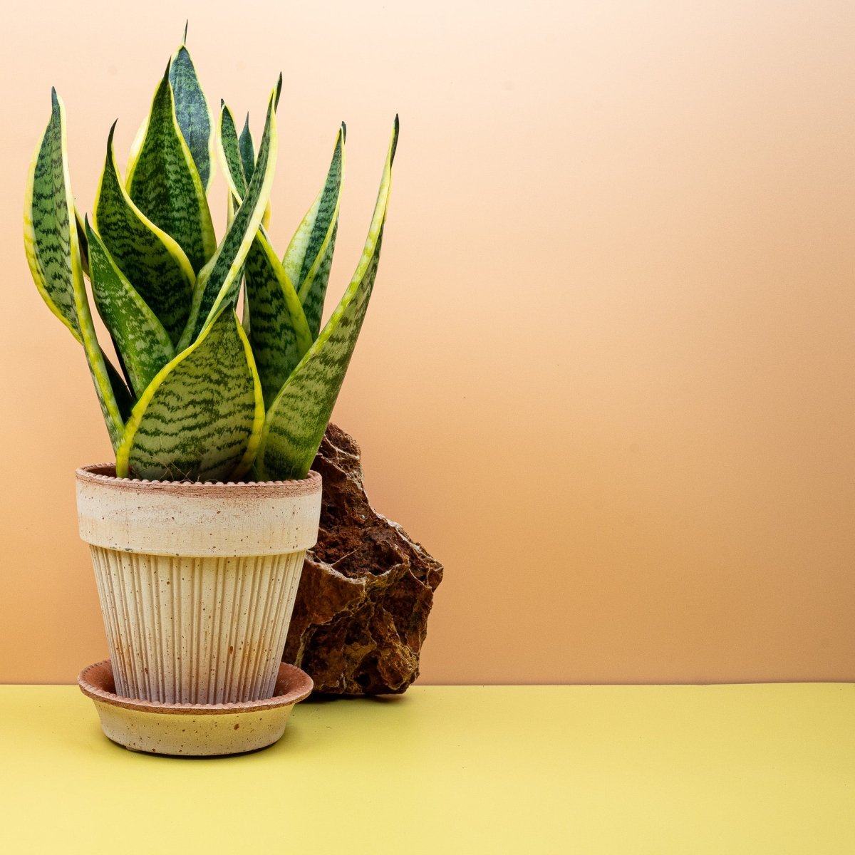 Sansevieria Futura Superba mit gelblichen Blatträndern