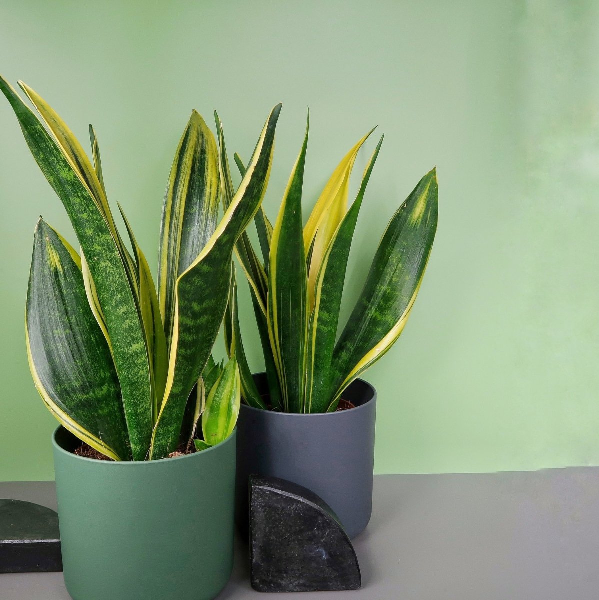 Sansevieria Golden Hahnii – dichte Rosettenform