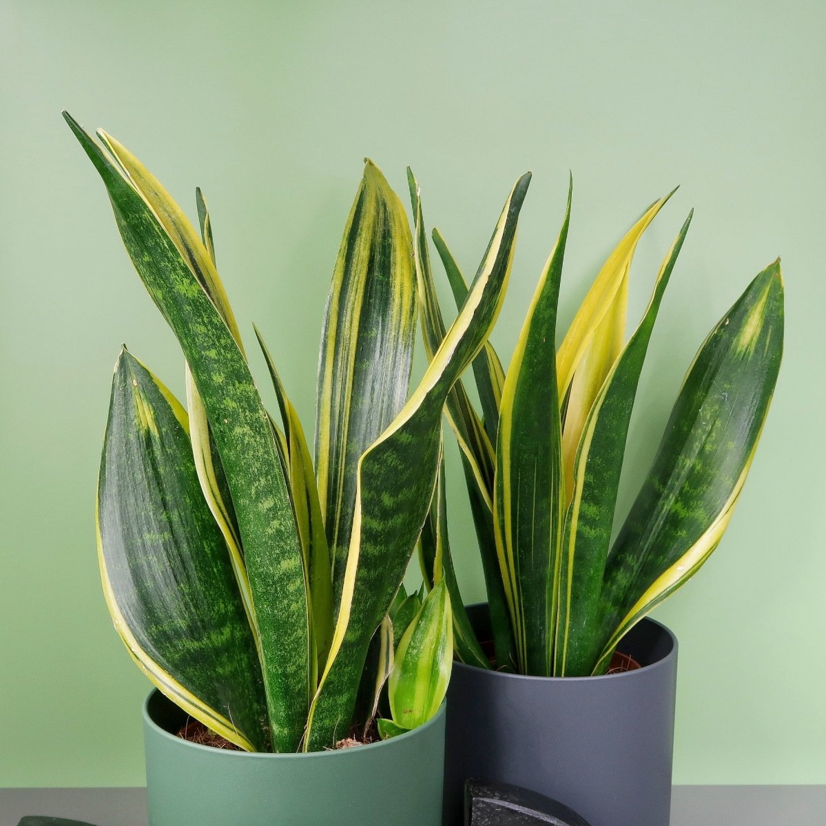 Sansevieria Golden Hahnii – goldene Blattränder