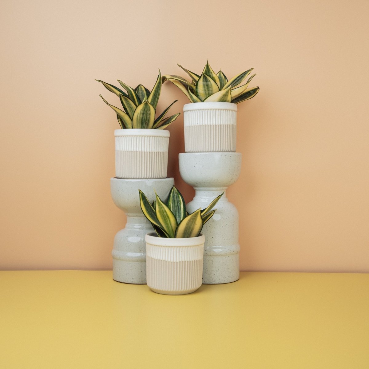Sansevieria Golden Hahnii – nestartige Rosette – potflourri