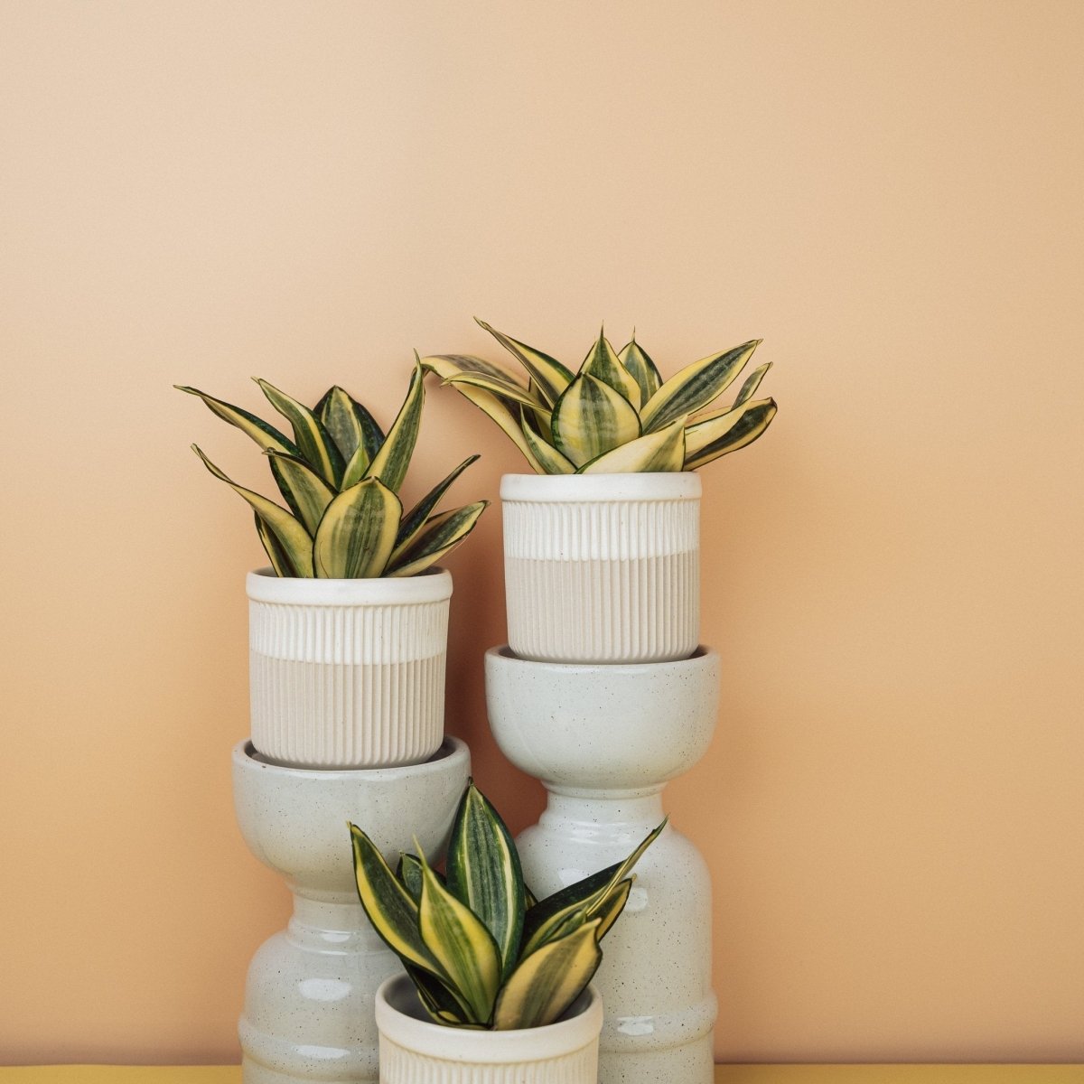 Sansevieria Golden Hahnii – gelbgrüne Blattzeichnung im Detail