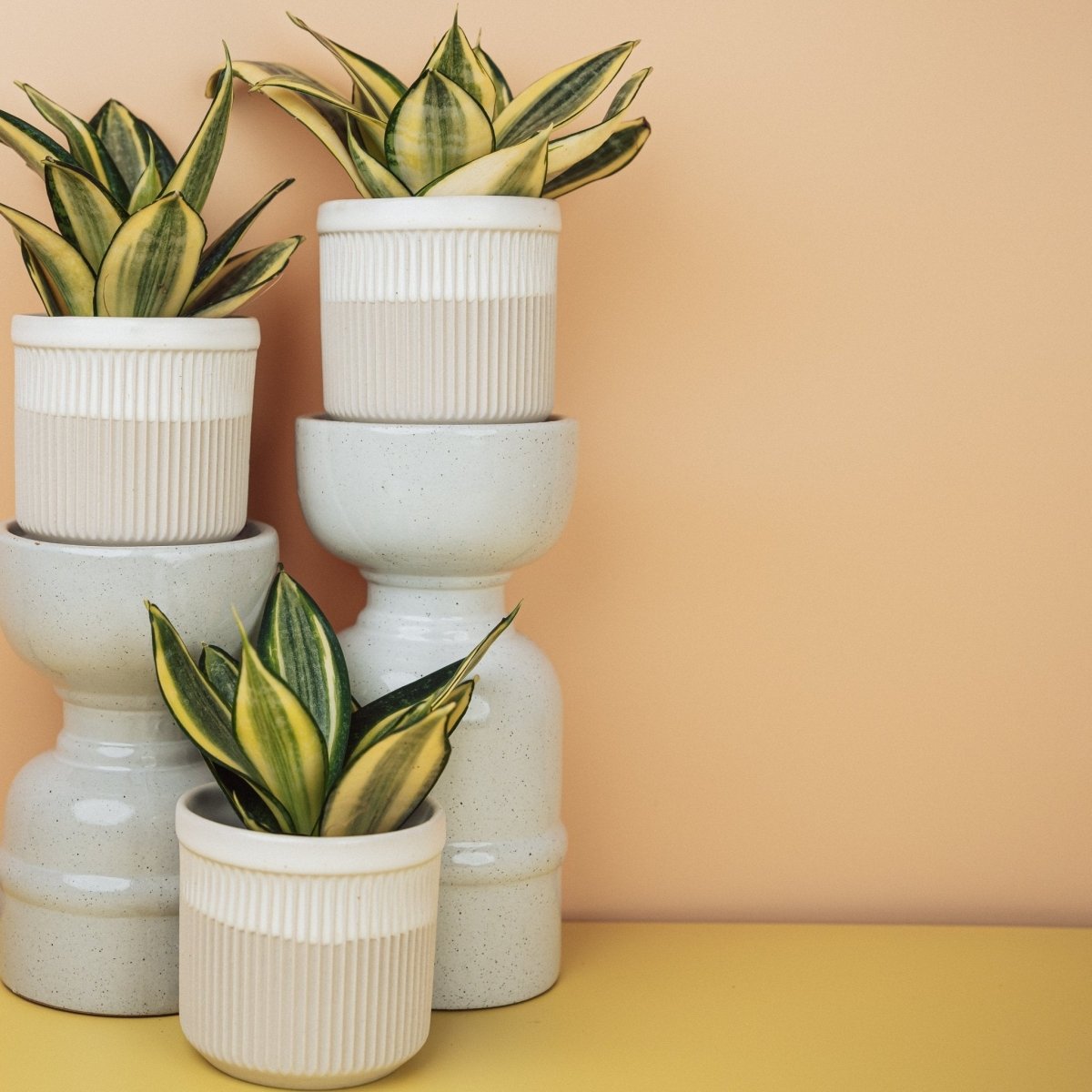 Sansevieria Golden Hahnii – Zwergform von Dracaena trifasciata