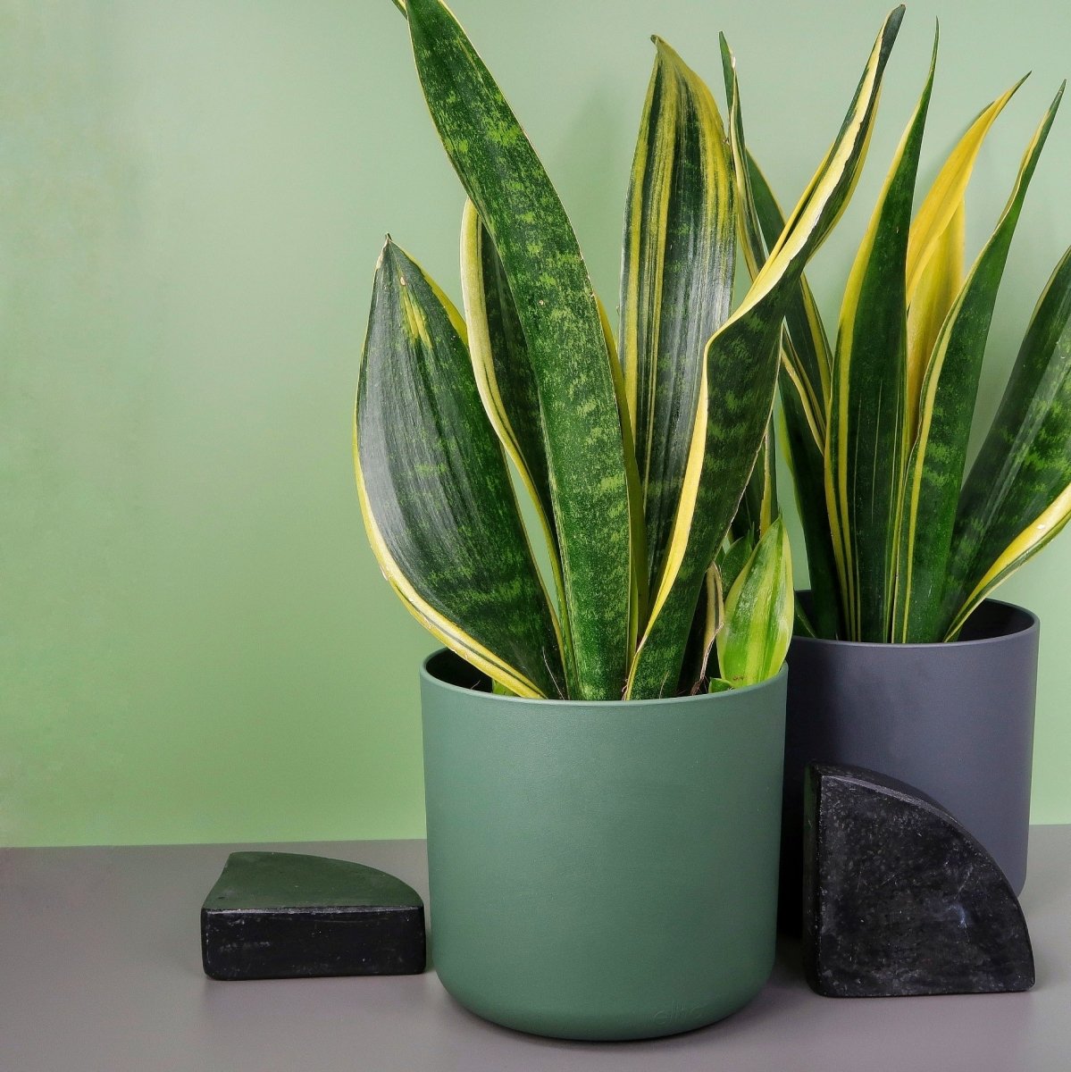 Sansevieria Golden Hahnii mit gelb gerandeten Blättern