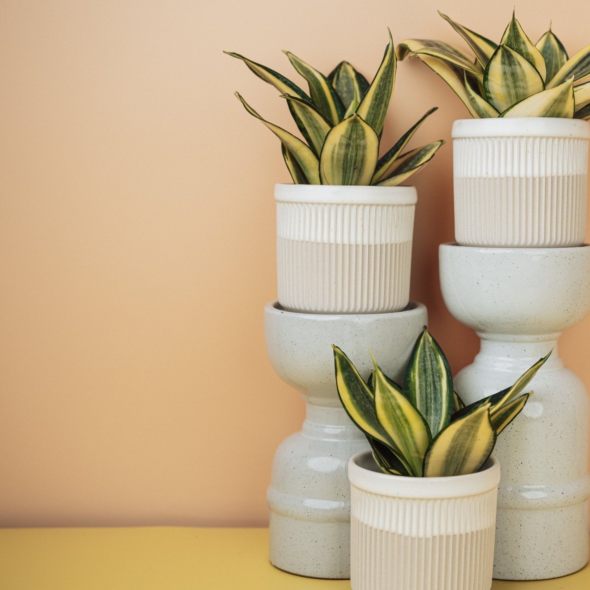 Sansevieria Golden Hahnii, kurze breite Blätter im Kulturtopf