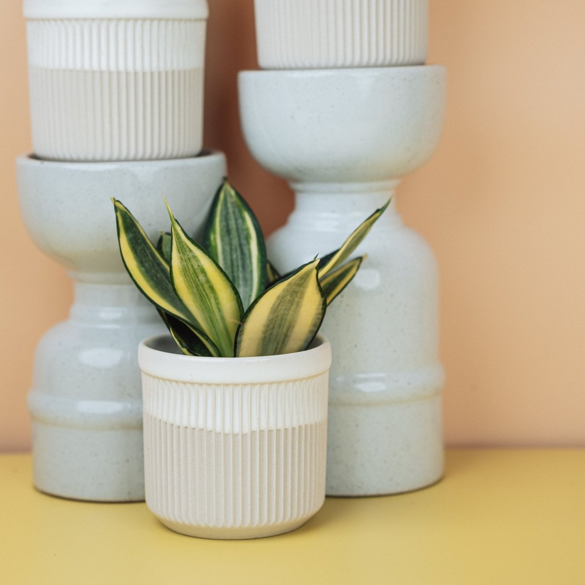Sansevieria Golden Hahnii mit cremegelben Randstreifen
