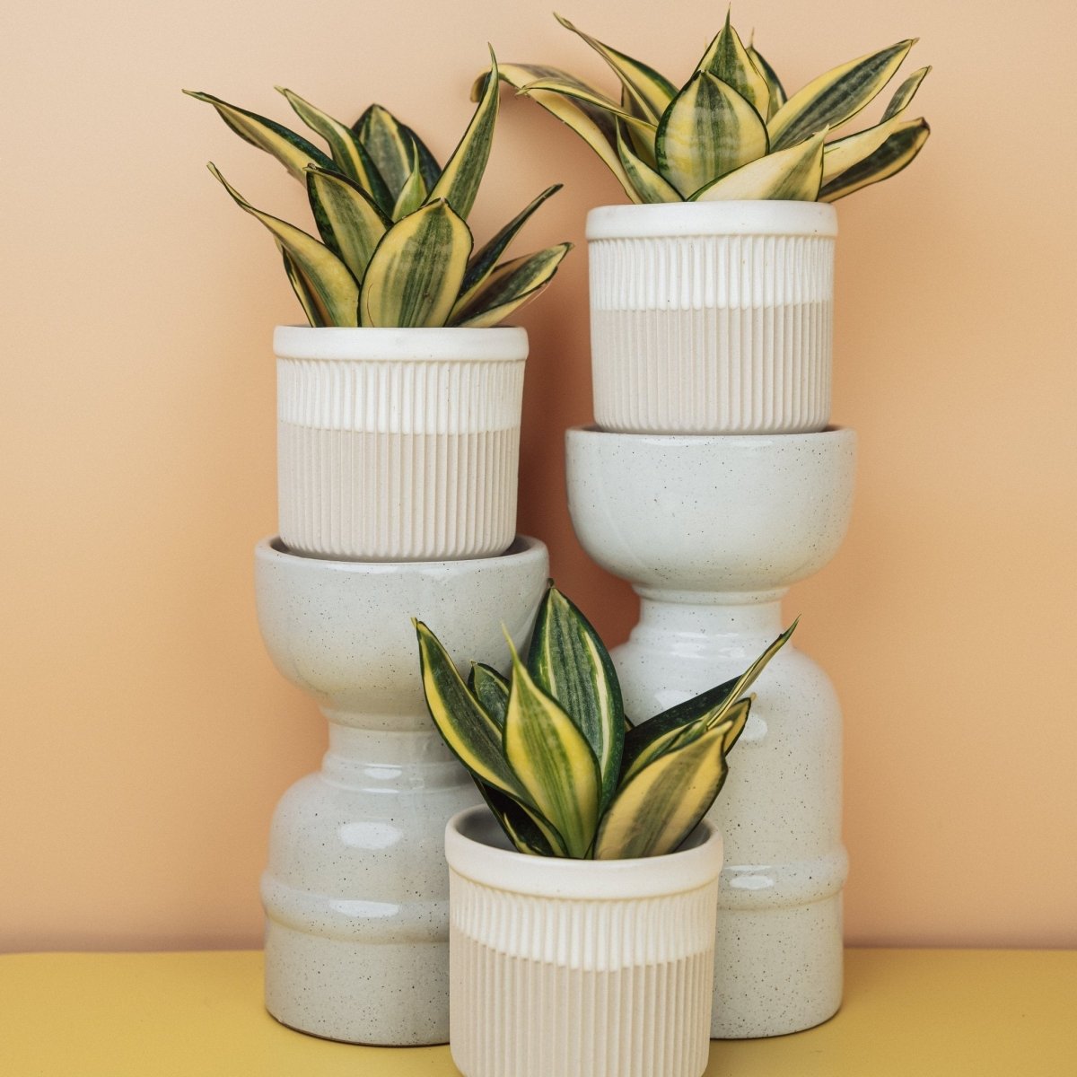 Sansevieria Golden Hahnii – dicht stehende Blätter von oben