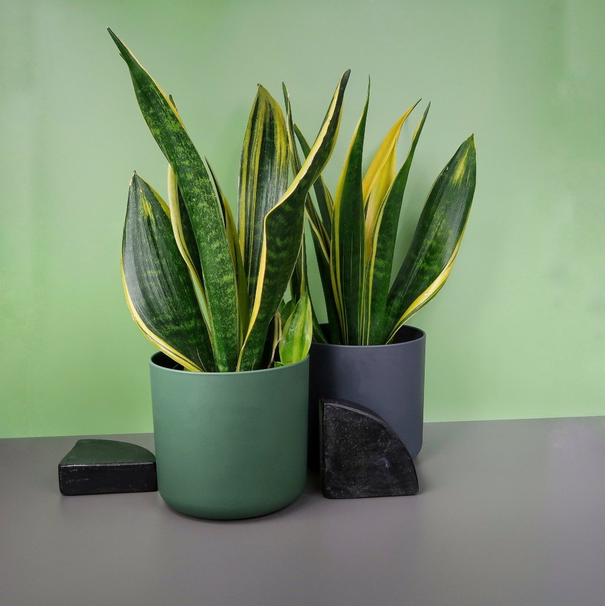 Sansevieria Golden Hahnii – kompakter Bogenhanf – potflourri