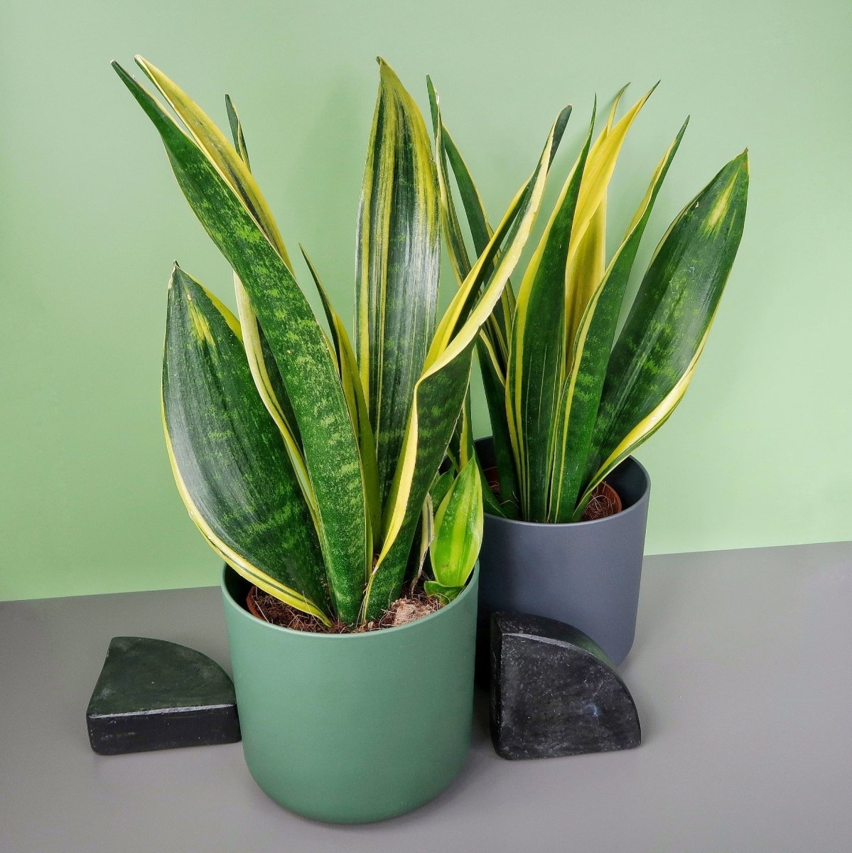 Sansevieria Golden Hahnii, niedriger Wuchs