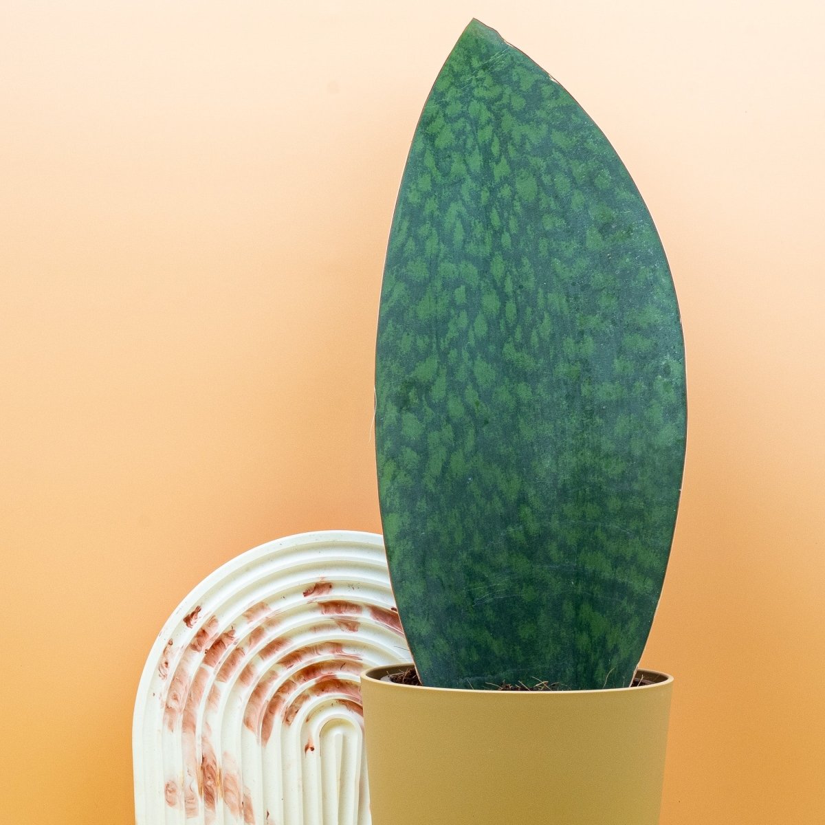 Sansevieria Grandis – elegante Anmut