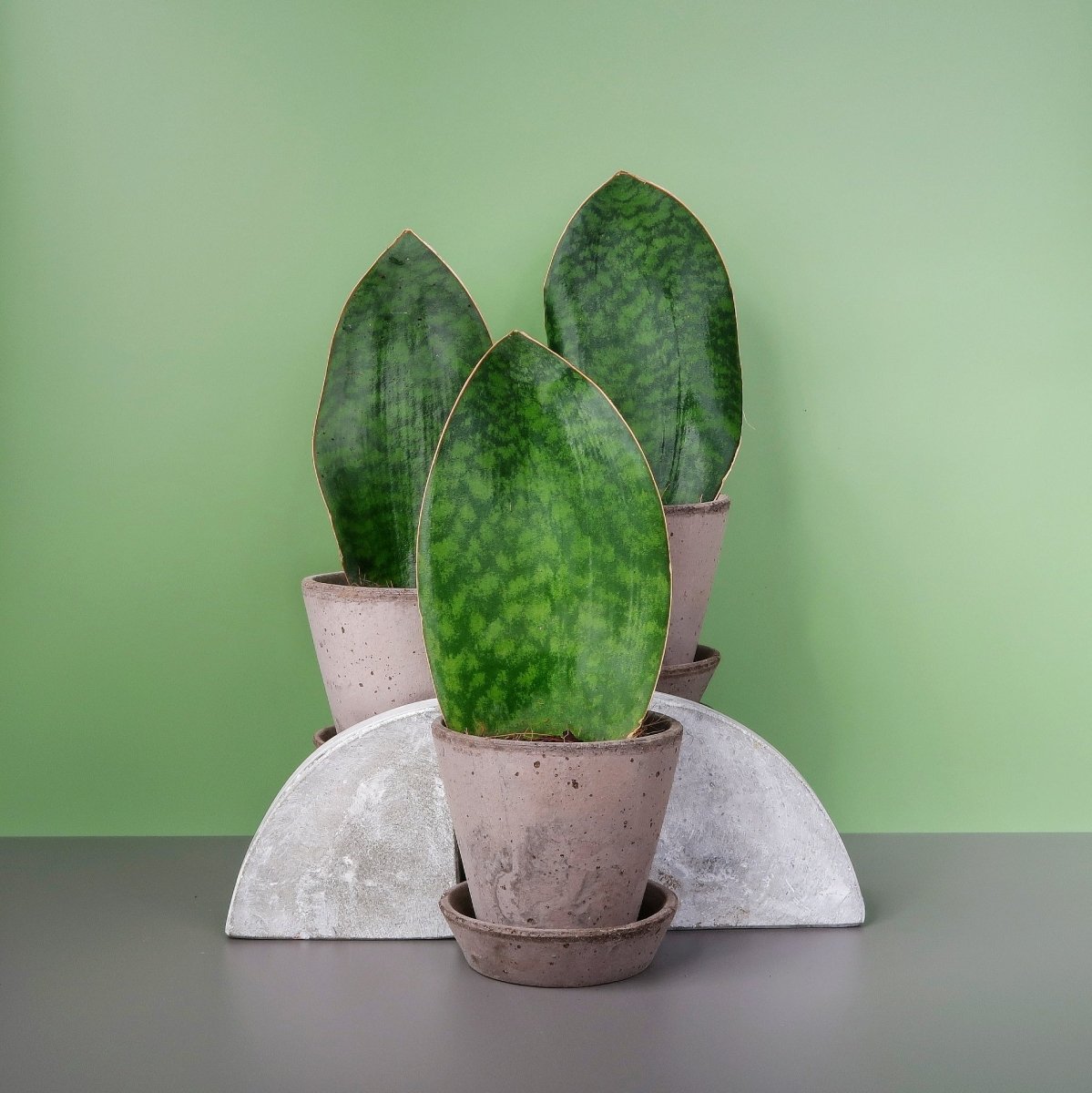Sansevieria Grandis mit dunkelgrüner Querbänderung auf breitem Blatt