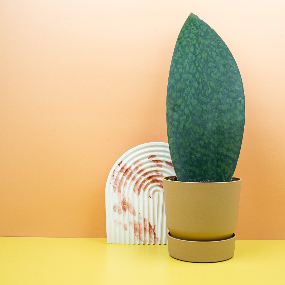 Sansevieria Grandis, aufrechter Wuchs