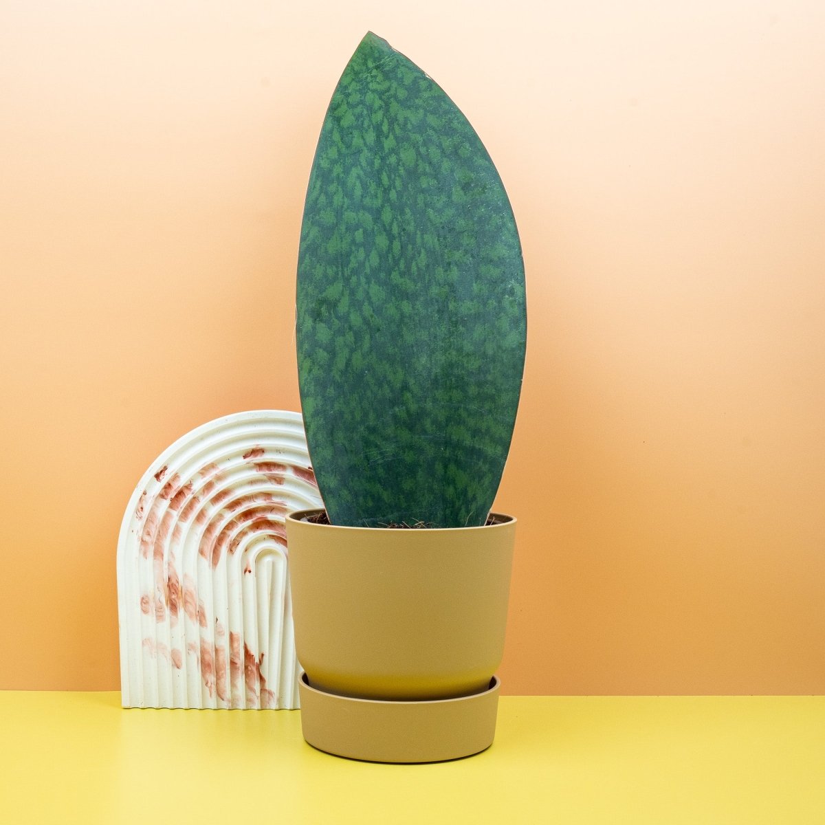 Sansevieria Grandis, robuste Blätter