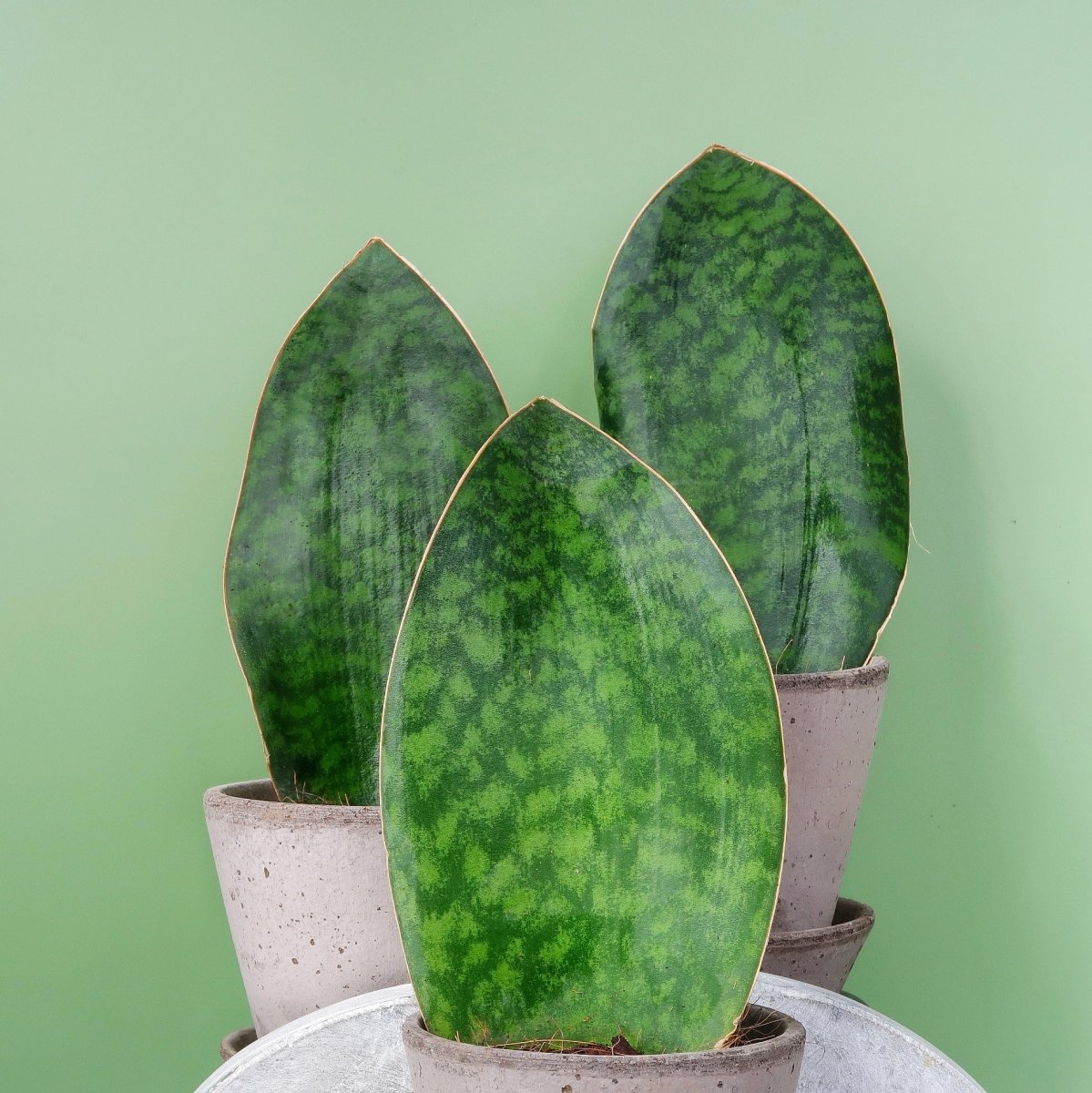 Sansevieria Grandis im Kulturtopf von potflourri