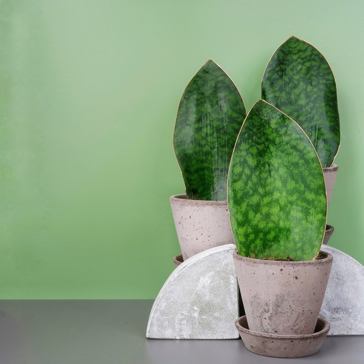 Sansevieria Grandis, Bogenhanf aus Ostafrika, aufrechte Rosette