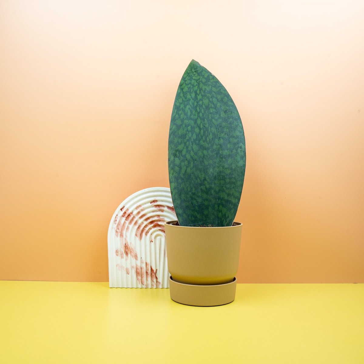 Sansevieria Grandis – Bogenhanf mit flossenförmigen Blättern – potflourri