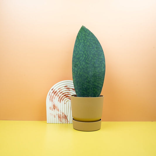 Sansevieria Grandis – Bogenhanf mit flossenförmigen Blättern – potflourri