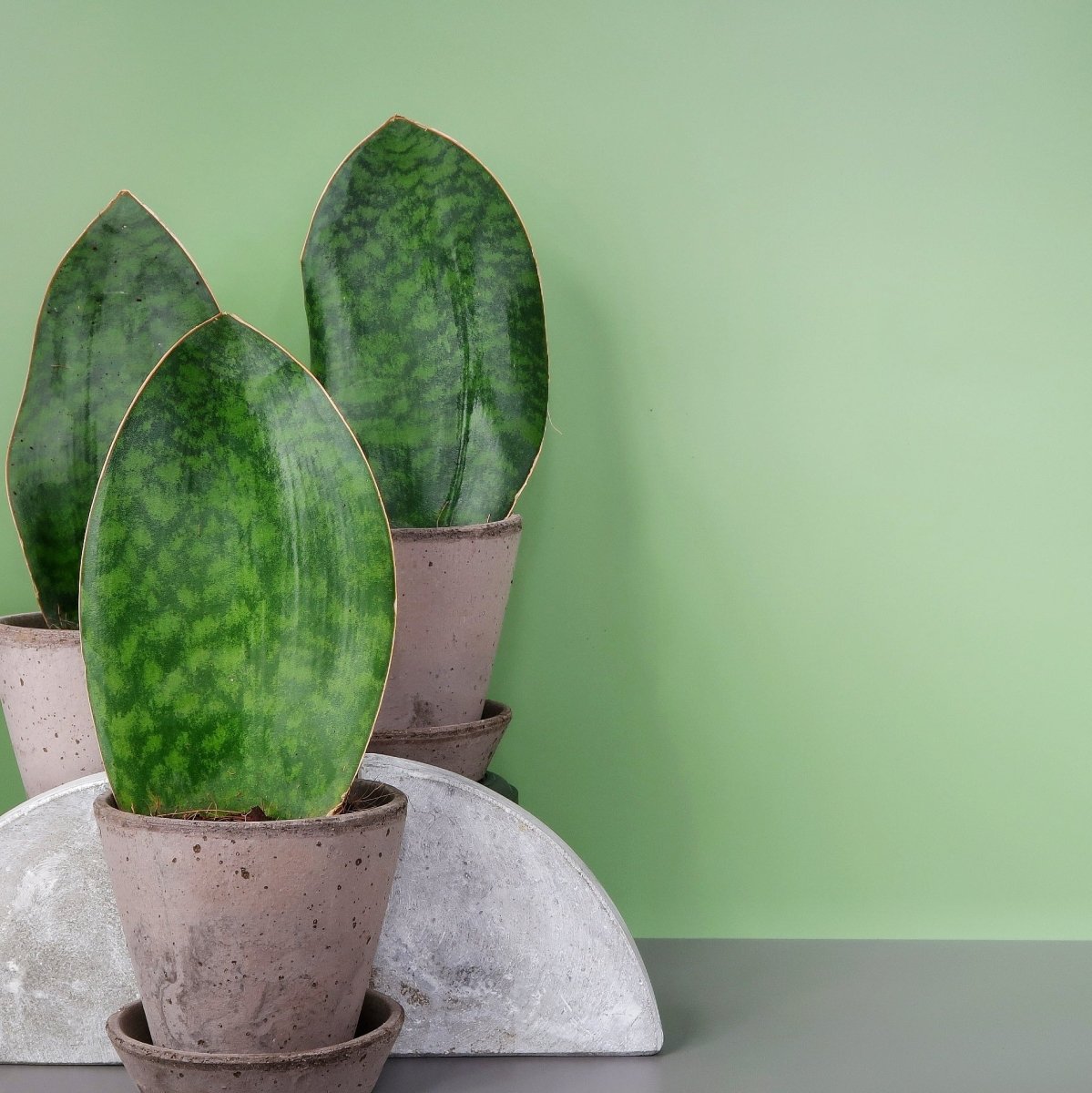 Sansevieria Grandis, pflegeleichte Zimmerpflanze für wenig Licht