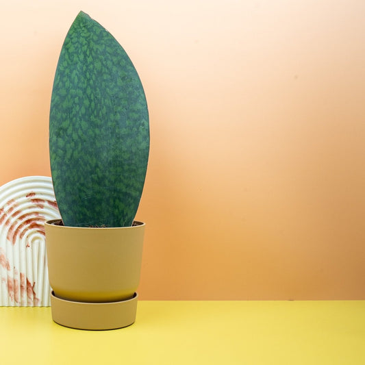 Sansevieria Grandis – Bogenhanf mit flossenförmigen Blättern – potflourri