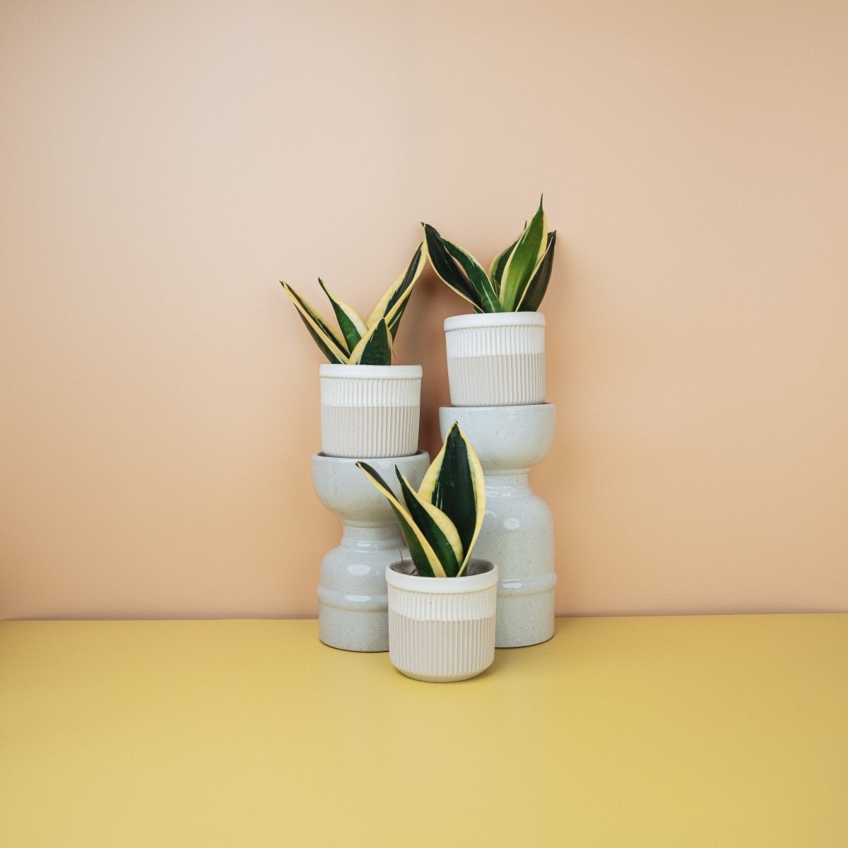 Sansevieria Jade Hahnii – kompakter Bogenhanf als Rosette – potflourri