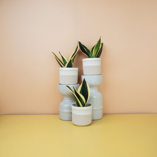 Sansevieria Jade Hahnii – kompakter Bogenhanf als Rosette – potflourri