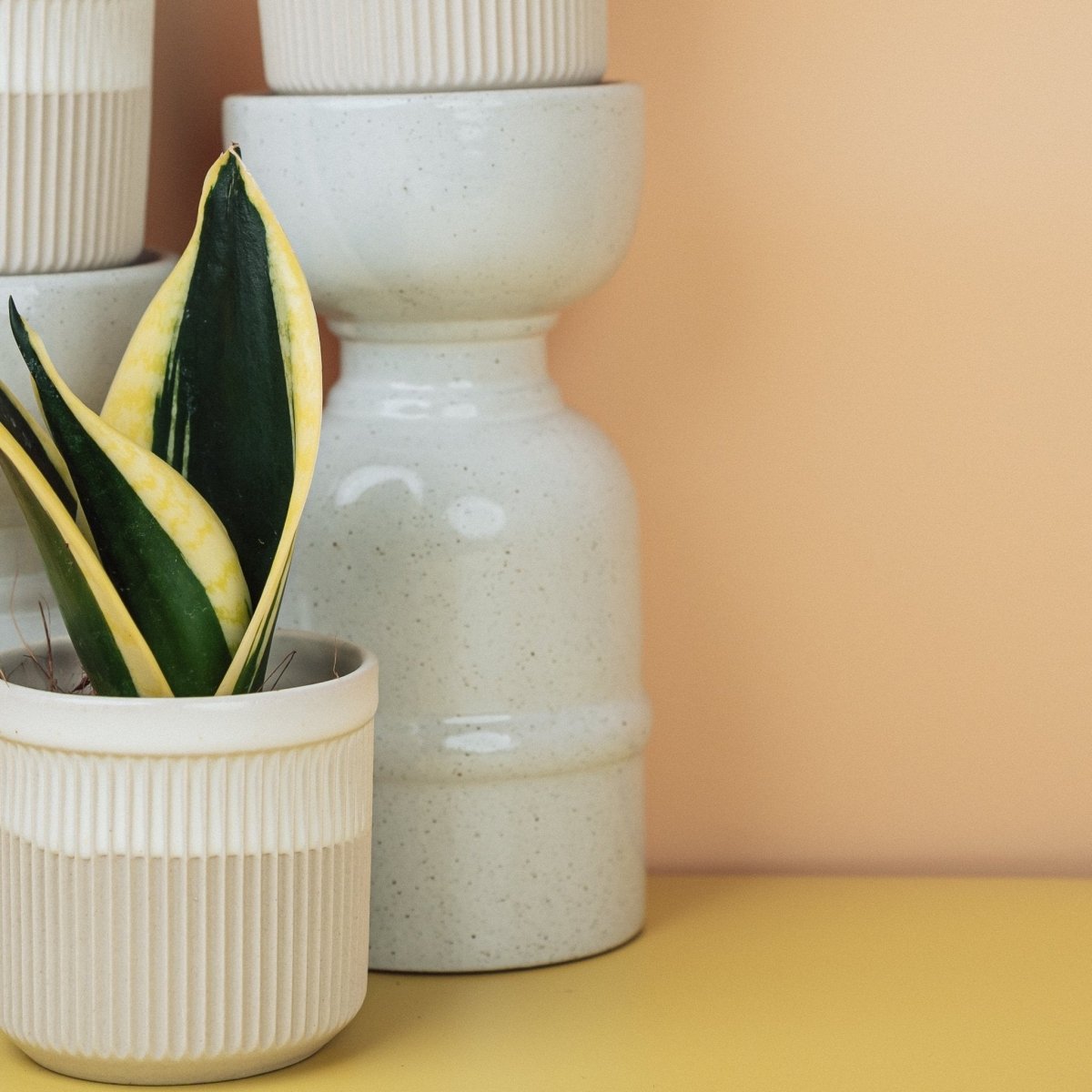 Sansevieria Jade Hahnii, pflegeleichte Zimmerpflanze