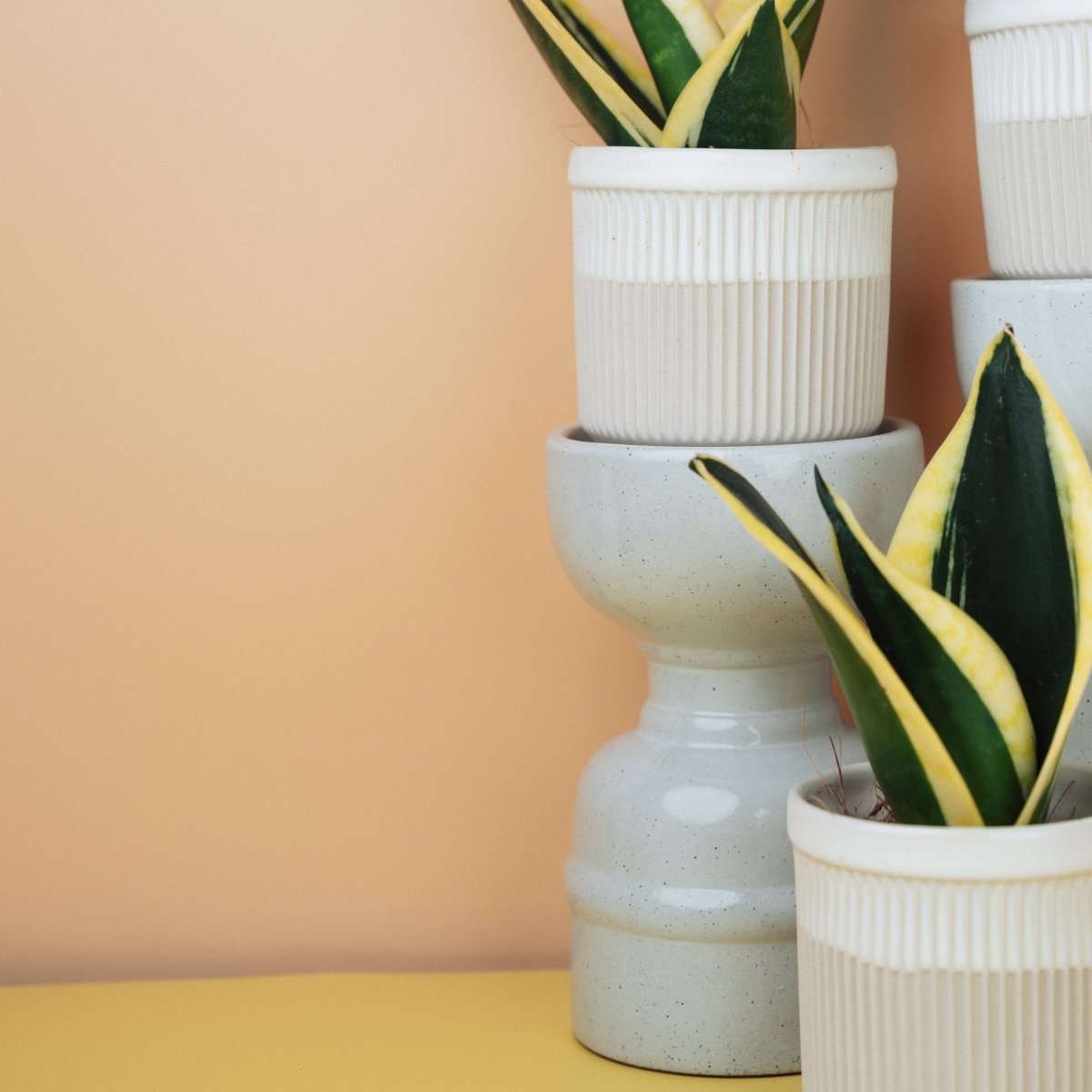 Sansevieria Jade Hahnii, kompakte, buschige Blätter