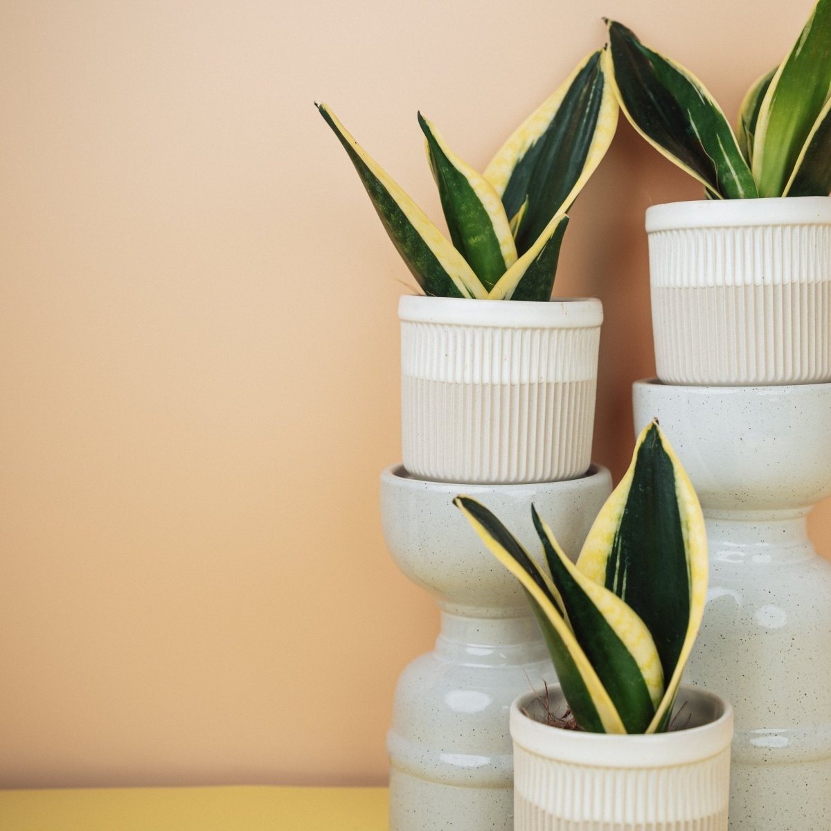 Sansevieria Jade Hahnii, ideal für Anfänger