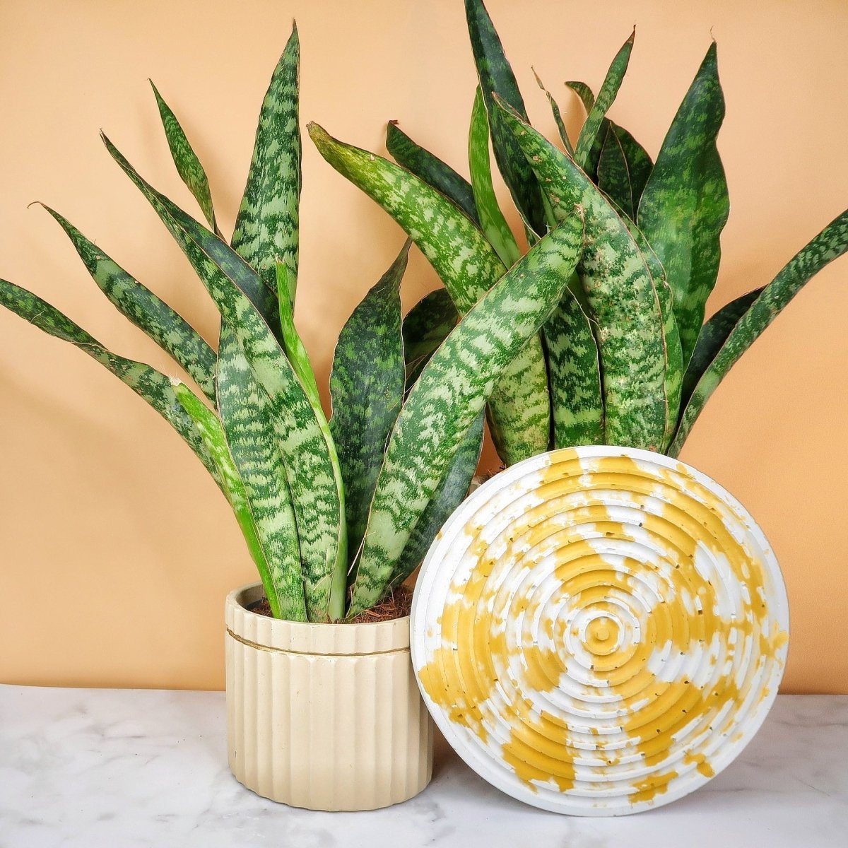 Sansevieria Jade, schlanke aufrechte Blätter