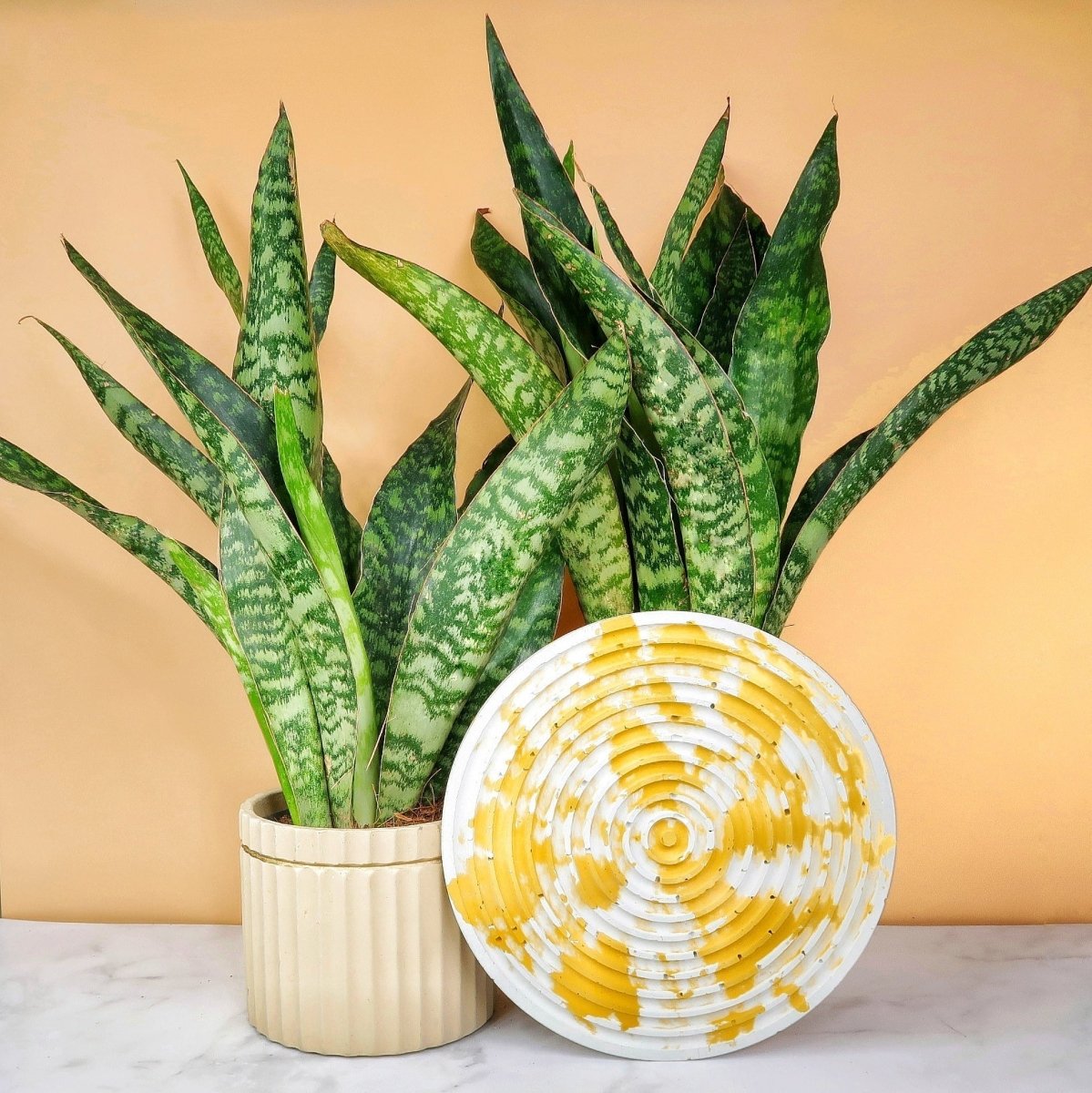 Sansevieria Jade – Bogenhanf mit jadegrünen Blättern – potflourri