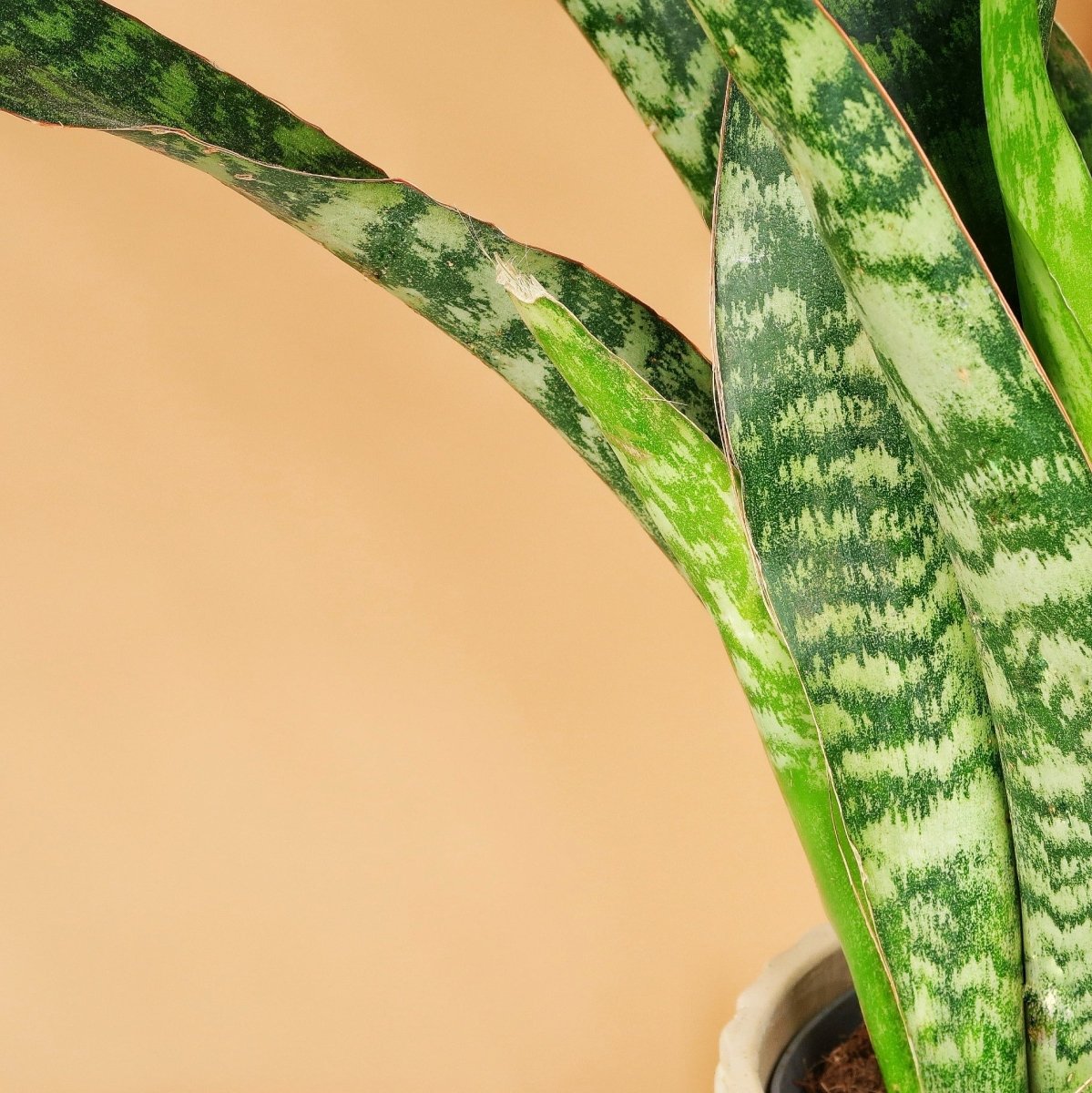 Sansevieria Jade, robuste Wuchsform