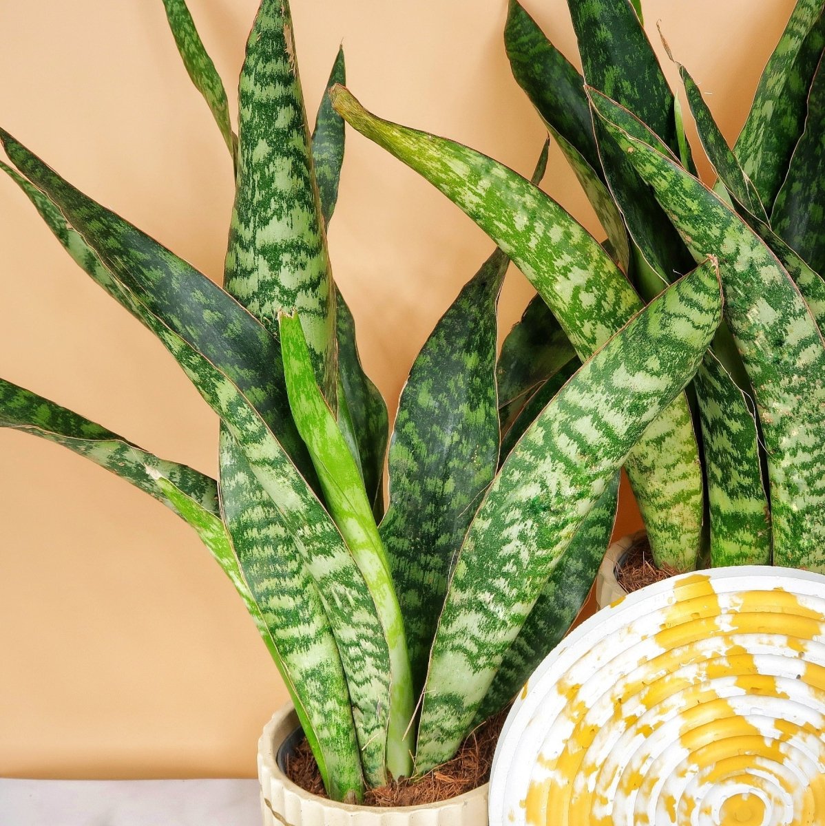 Sansevieria Jade – pflegeleichter Bogenhanf mit jadegrünen Blättern