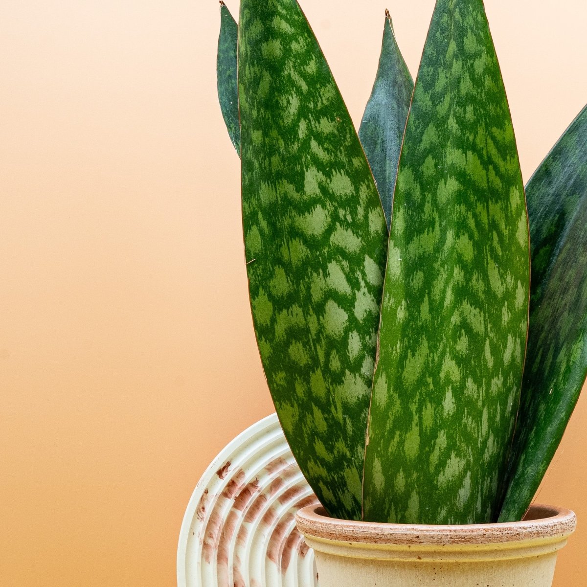 Sansevieria Jamaiquina Queen im Detail
